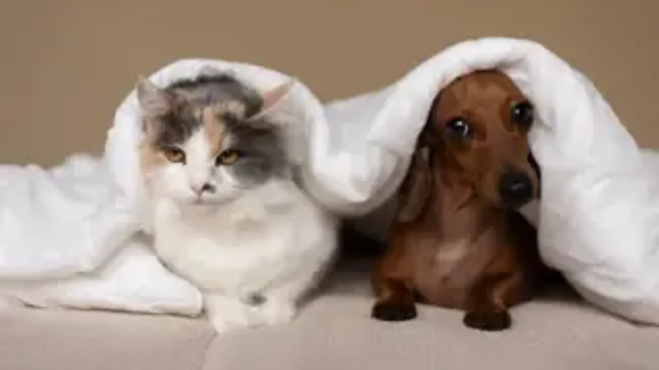 Dog Cat behavior gut health