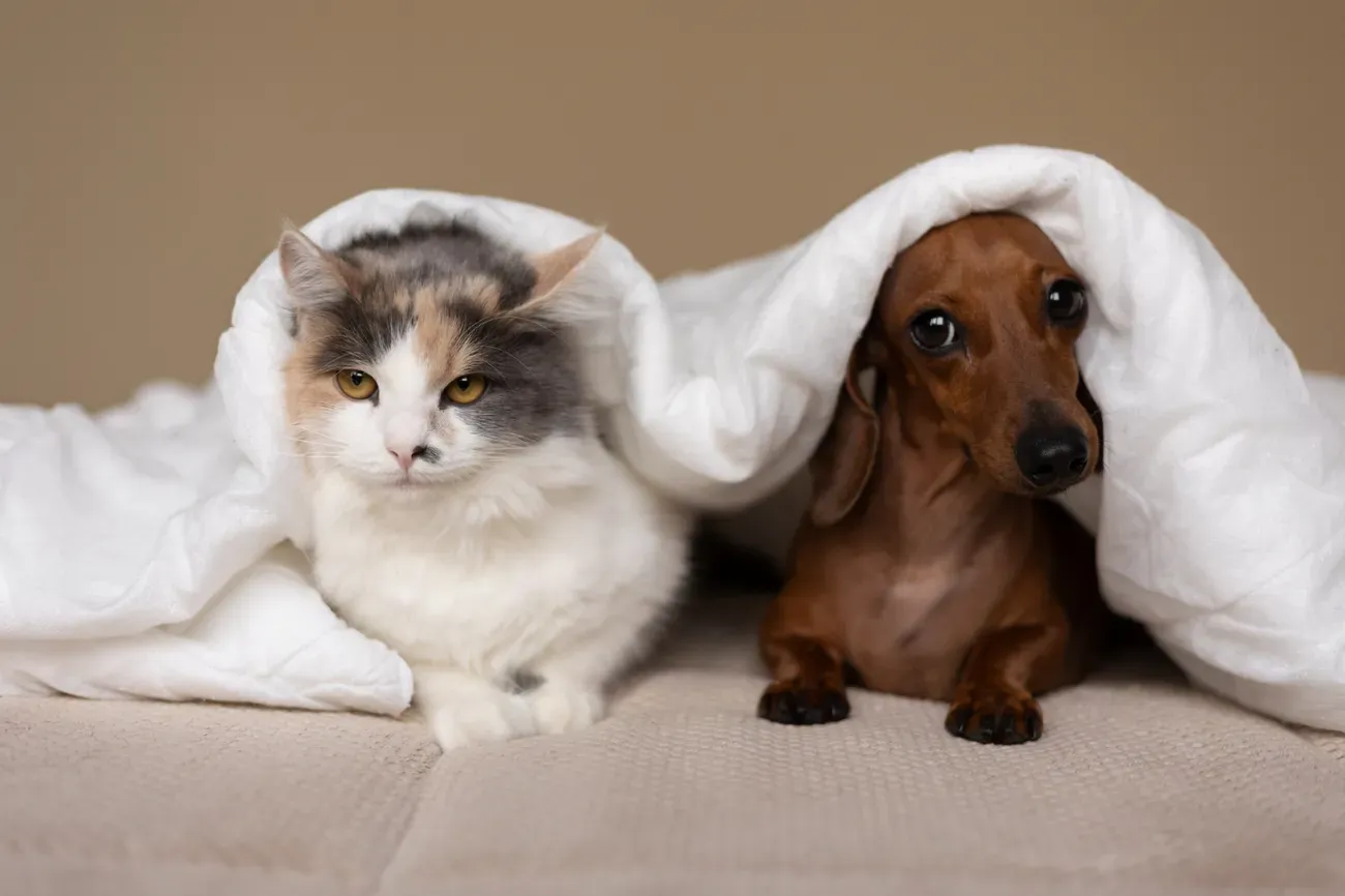 Dog Cat behavior gut health