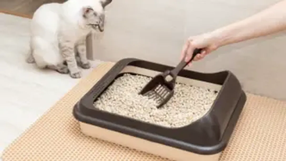 cat litter box problems