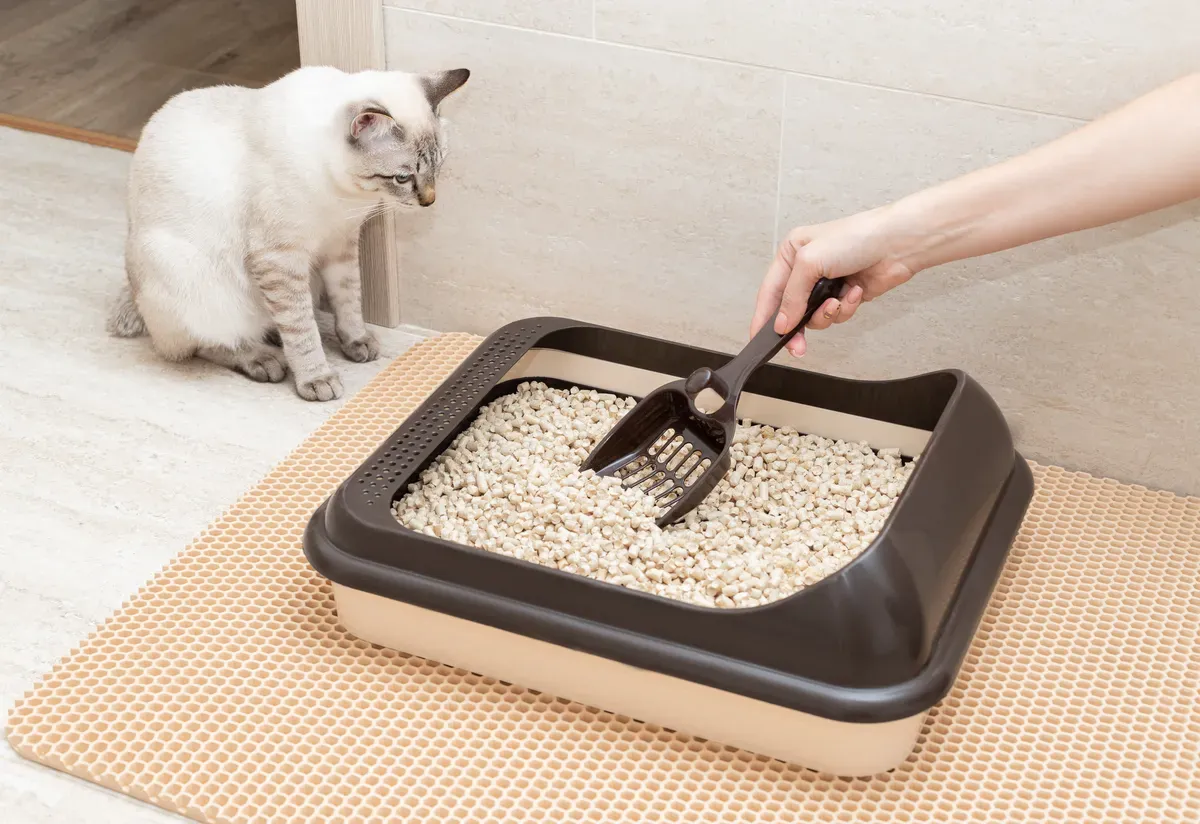 cat litter box problems