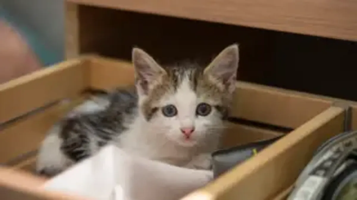 cat likes tight spaces