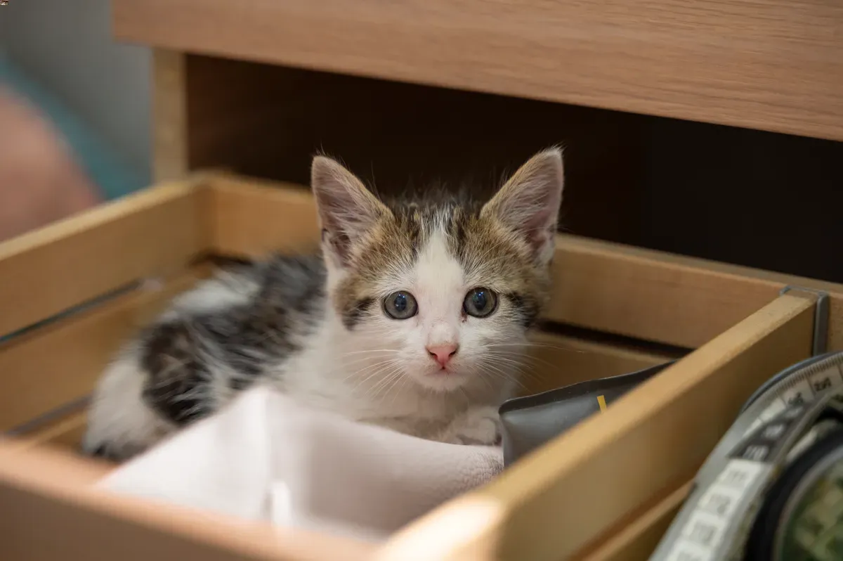 cat likes tight spaces