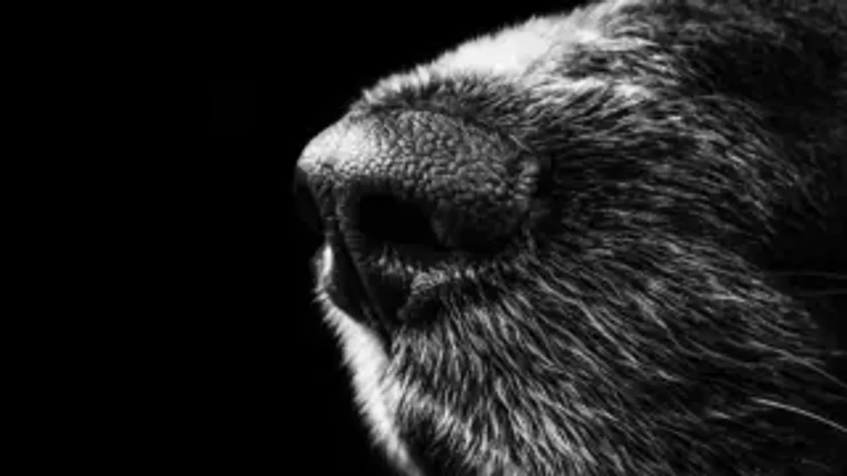 dog nose print