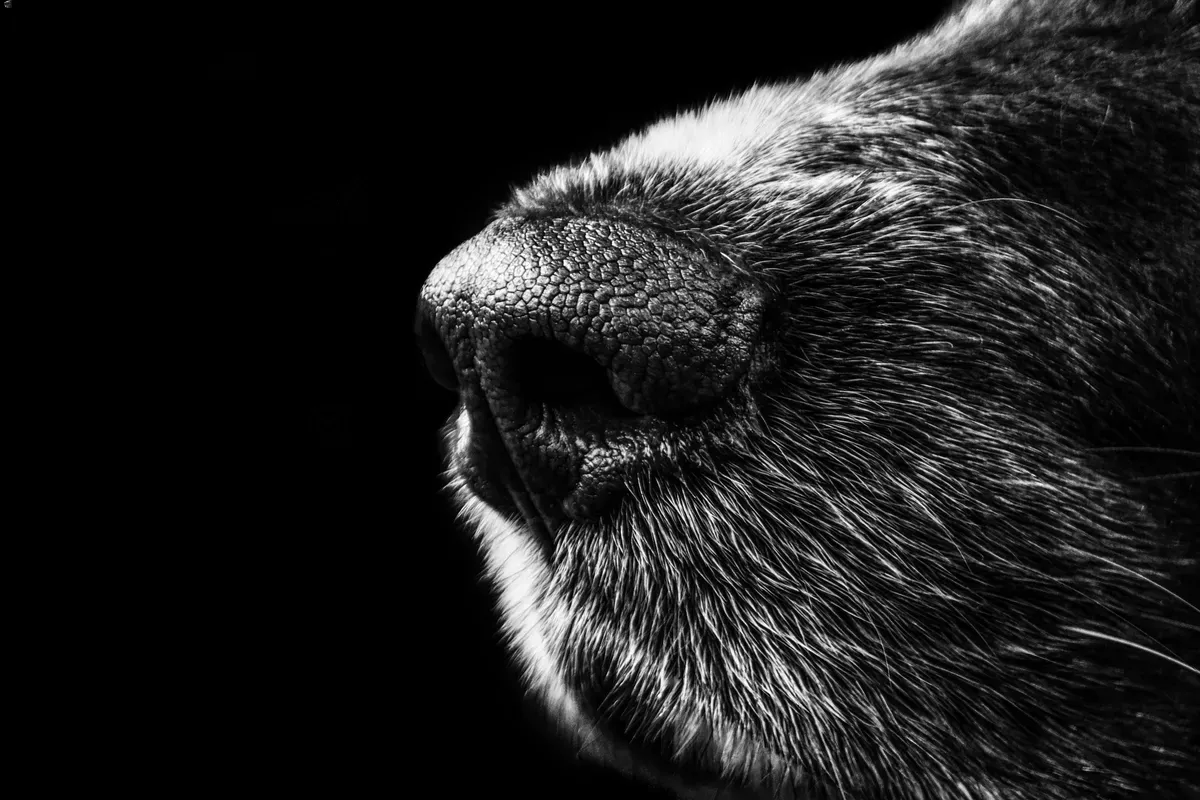 dog nose print